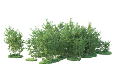 Beyaz arkaplanda 3 boyutlu çalılık görüntüleme