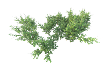 izole yeşil ağaç beyaz zemin üzerine.