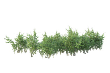 Beyaz arkaplanda izole edilmiş ağaç