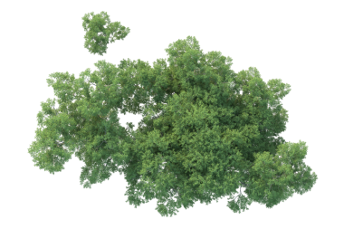 Beyaz arkaplanda ağaç 3 d illüstrasyon