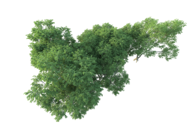 Siyah arkaplanda izole edilmiş ağaç