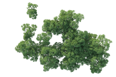 3D illüstrasyon - yeşil yapraklı ağaç