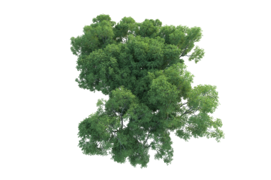 siyah arka plan üzerine ağaç