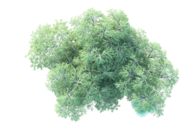 çam ağacı beyaz arkaplanda izole edildi