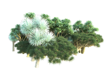 Siyah arka planda izole edilmiş çam ağacı