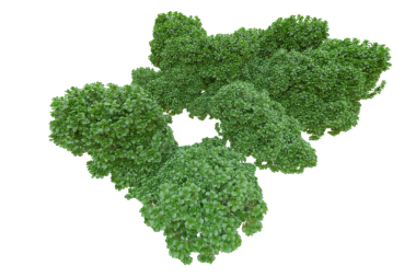 Yeşil brokoli üzerine beyaz izole