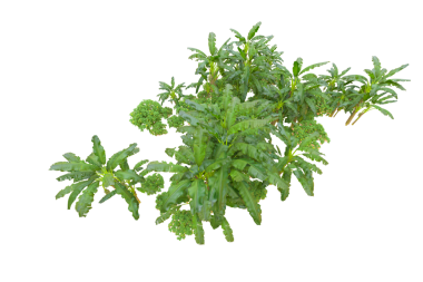 İzole beyaz arka plan yeşil yaprakları.