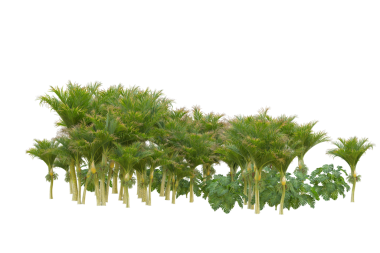 izole yeşil ağaç beyaz zemin üzerine