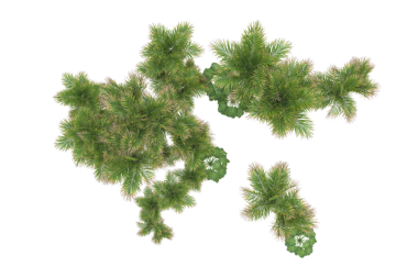 Beyaz zemin üzerinde izole edilmiş yeşil bir ağacın 3 boyutlu resmi