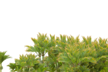 yakın plan - beyaz zemin üzerinde yeşil yaprakları olan bir ağacın görüntüsü, doğa arka planı, doğal arkaplan ve daha fazlası için uygun.