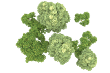 Brokoli beyaza izole edilmiş.