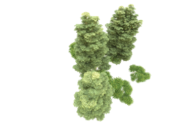 Brokoli beyaz arkaplanda izole edildi