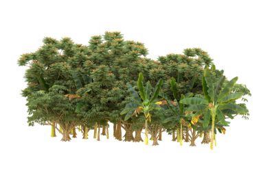 Kenevir bitkisinin beyaz arka planda kenevir yaprağı