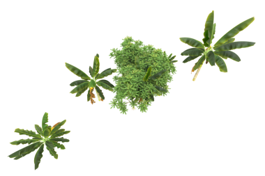 bir ağacın yeşil yaprakları