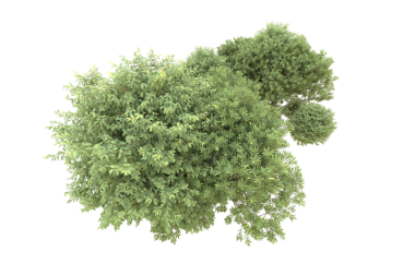 Beyaz arkaplanda izole edilmiş ağaç, 3 d illüstrasyon, cg canlandırma