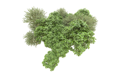 beyaz arkaplanda izole edilmiş yeşil ağaç