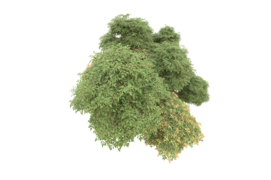 Siyah arkaplanda izole edilmiş ağaç