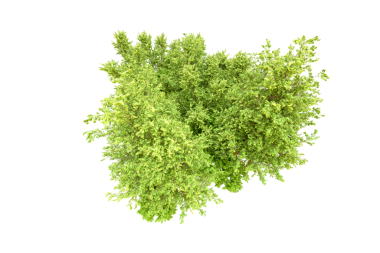 Siyah arkaplanda yeşil yaprağın izole nesnesi