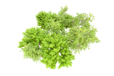 beyaz arkaplanda izole edilmiş yeşil ağaç