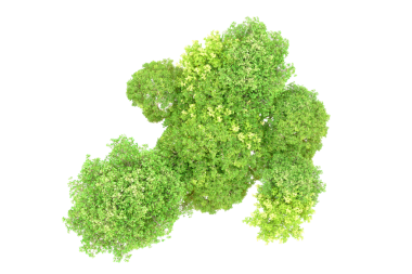 izole taze yeşil salata