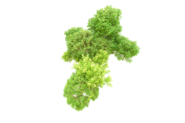 Beyaz arkaplanda izole edilmiş yeşil bir ağacın 3 boyutlu görüntülenmesi