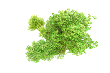 Beyaz arkaplanda yeşil yosun izole edildi