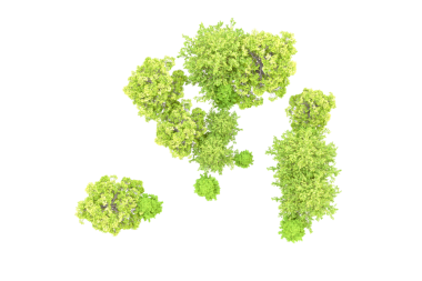 bir ağacın yeşil yaprakları