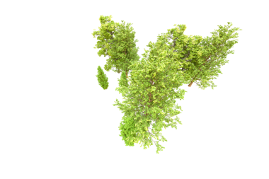 Ağaç yaprağı kırpma yolu ve alfa kanalı ile beyaz arkaplanda izole edildi