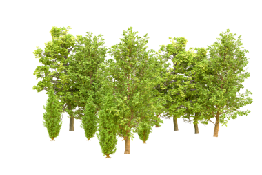 Beyaz arkaplanda izole edilmiş ağaç