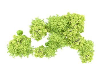 Beyaz arkaplanda yosun bulunan ağaç