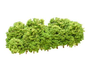 Beyaz arkaplanda izole edilmiş ağaç