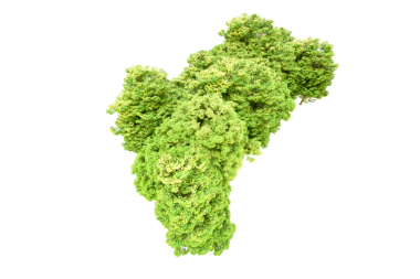 Beyaz arkaplanda yeşil brokoli izole edildi