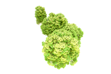 Siyah bir arkaplanda yeşil yaprak izole