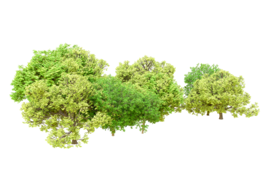 beyaz arkaplanda yeşil yapraklar izole.