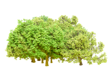 Beyaz arkaplanda izole edilmiş ağaçlar