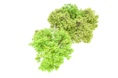 Beyaz arka planda izole edilmiş bir ağaç. kırpma yolu.