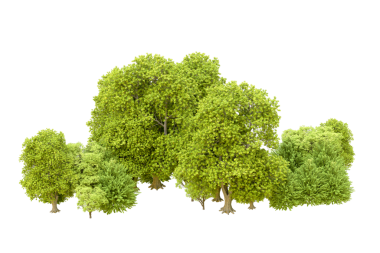 green isolated tree on white background