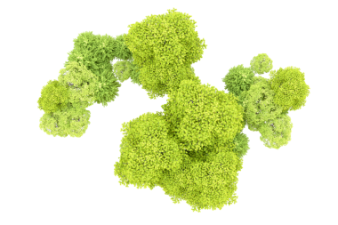 Siyah arkaplanda yeşil brokoli