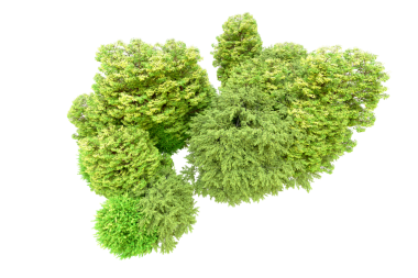 Brokoli beyaza izole edilmiş.