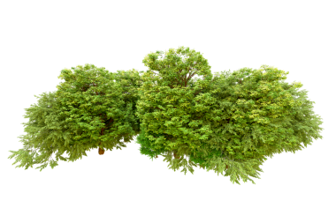 kırpma yolu ile beyaz arkaplan üzerinde izole yeşil ağaç