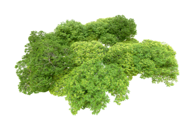 beyaz arkaplanda yeşil ağaç