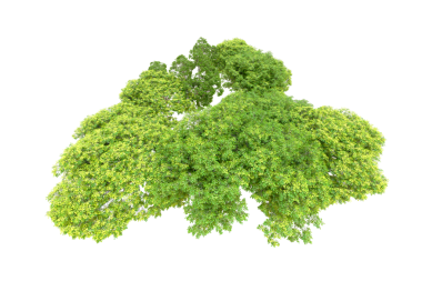 Siyah arkaplanda izole edilmiş yeşil bir ağacın 3 boyutlu görüntülenmesi