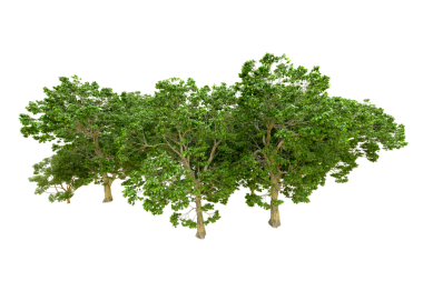 Siyah arkaplanda 3 boyutlu ağaç oluşturma