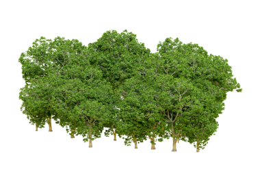 Beyaz arkaplanda izole edilmiş ağaç