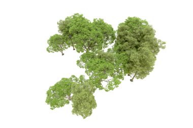 Beyaz arkaplanda izole edilmiş ağaç