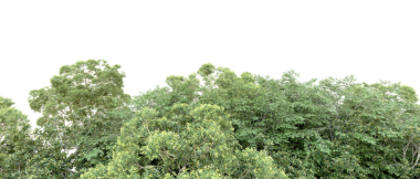 beyaz arkaplanda izole edilmiş yeşil ağaç