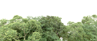 Siyah arkaplanda yeşil yapraklar