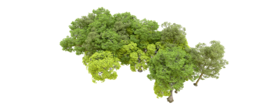 ağaç üzerinde beyaz izole