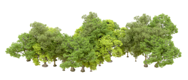 Beyaz arkaplanda izole edilmiş ağaç