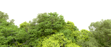 beyaz zemin üzerine yeşil ağaçlar